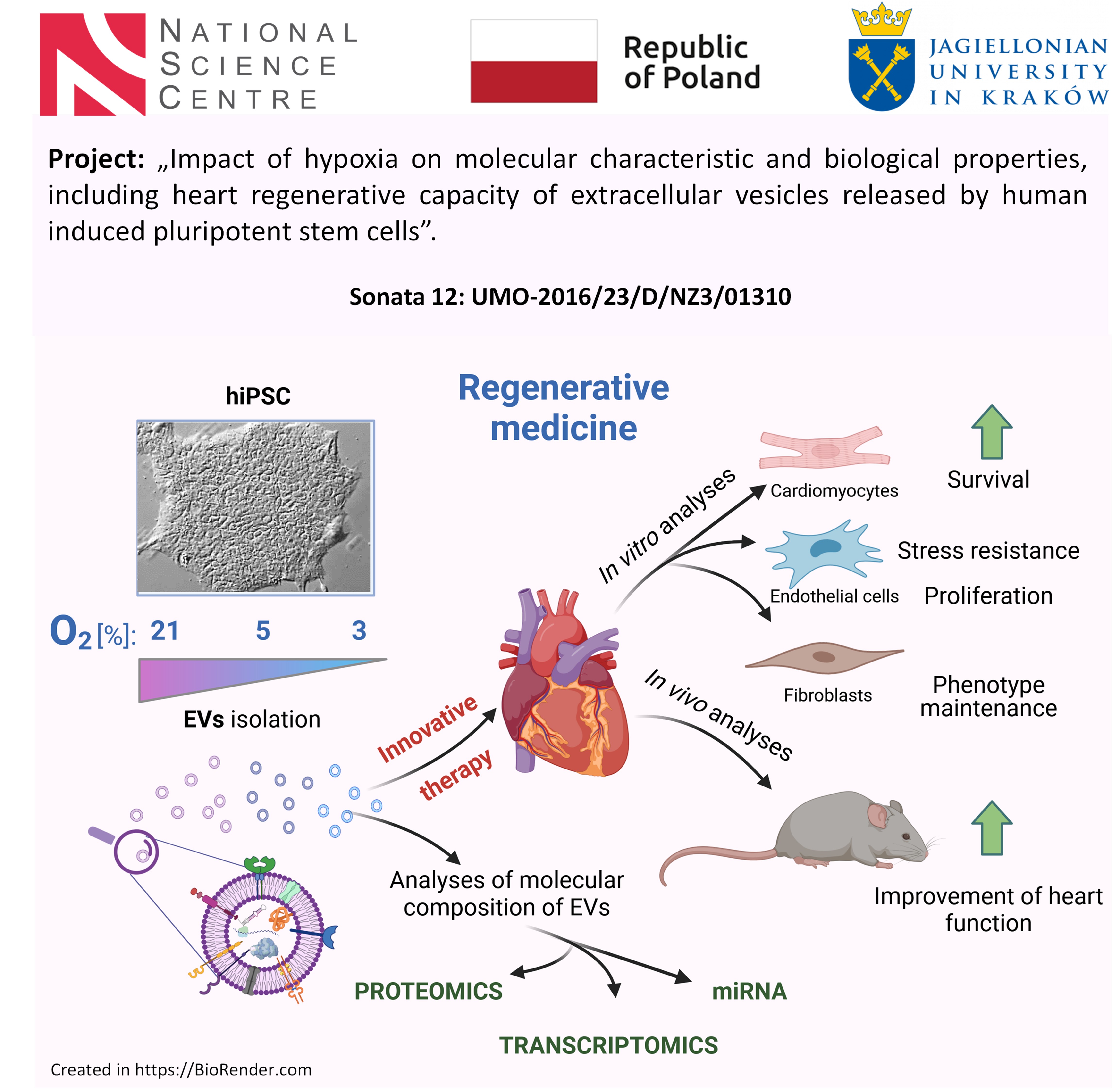 At the top there is a bar showing logos with captions, sequentially from the left: National Science Centre, Republic of Poland, Jagiellonian University in Krakow.  Below the caption reads: "Project: Impact of hypoxia on molecular characteristics and biological properties, including heart regenerative capacity, of extracellular vesicles released by human induced pluripotent stem cells." The caption below reads: Sonata 12: UMO-2016/23/D/NZ3/01310. Below, there is a caption: “Regenerative medicine”. Below, on the left, there is an image of a colony of induced pluripotent stem cells, and above, the caption: "hiPSCs cells". Below the photo is a scale showing the oxygen concentration and the caption: "O2 [%]: 21, 5, 3". Below the scale is the caption: "EVs isolation". Below there is a drawing of microvesicles, and one of them is magnified. The magnification shows a circular vesicle composed of a lipid bilayer with receptors and membrane channels. Inside the vesicle there are schematic proteins and nucleic acids, namely micro RNA and mRNAs synthesized on the ribosome.  To the right of the vesicle is an arrow pointing to the heart, which is located in the center of the figure. Next to the arrow is the caption: "Innovative Therapy." Below this caption, to the right of the enlarged vesicle, there is the text: "Analyses of molecular composition of EVs". Three arrows diverge from this label and point to other labels, sequentially from the left: "Proteomics", "Transcriptomics" and "miRNA".  From the schematic of the heart towards the upper right corner an arrow diverges into three parts. Above the arrow is the inscription: "In vitro analyses." The arrows show three types of cells, sequentially from top to bottom: "Cardiomyocytes", "Endothelial cells" and "Fibroblasts". On the upper right side of the cells is an arrow pointing up, and below it, there are the labels: "Survival", "Stress resistance", "Proliferation", "Phenotype maintenance".  From the diagram of the heart to the lower right corner, there is an arrow pointing to the schematic experimental mouse, and above it, there is the caption: "In vivo analyses." To the right of the mouse is an arrow pointing upward, and below it, there is the subtitle: "Improvement of heart function".  Below the image is the caption: "Created in: https://BioRender.com".