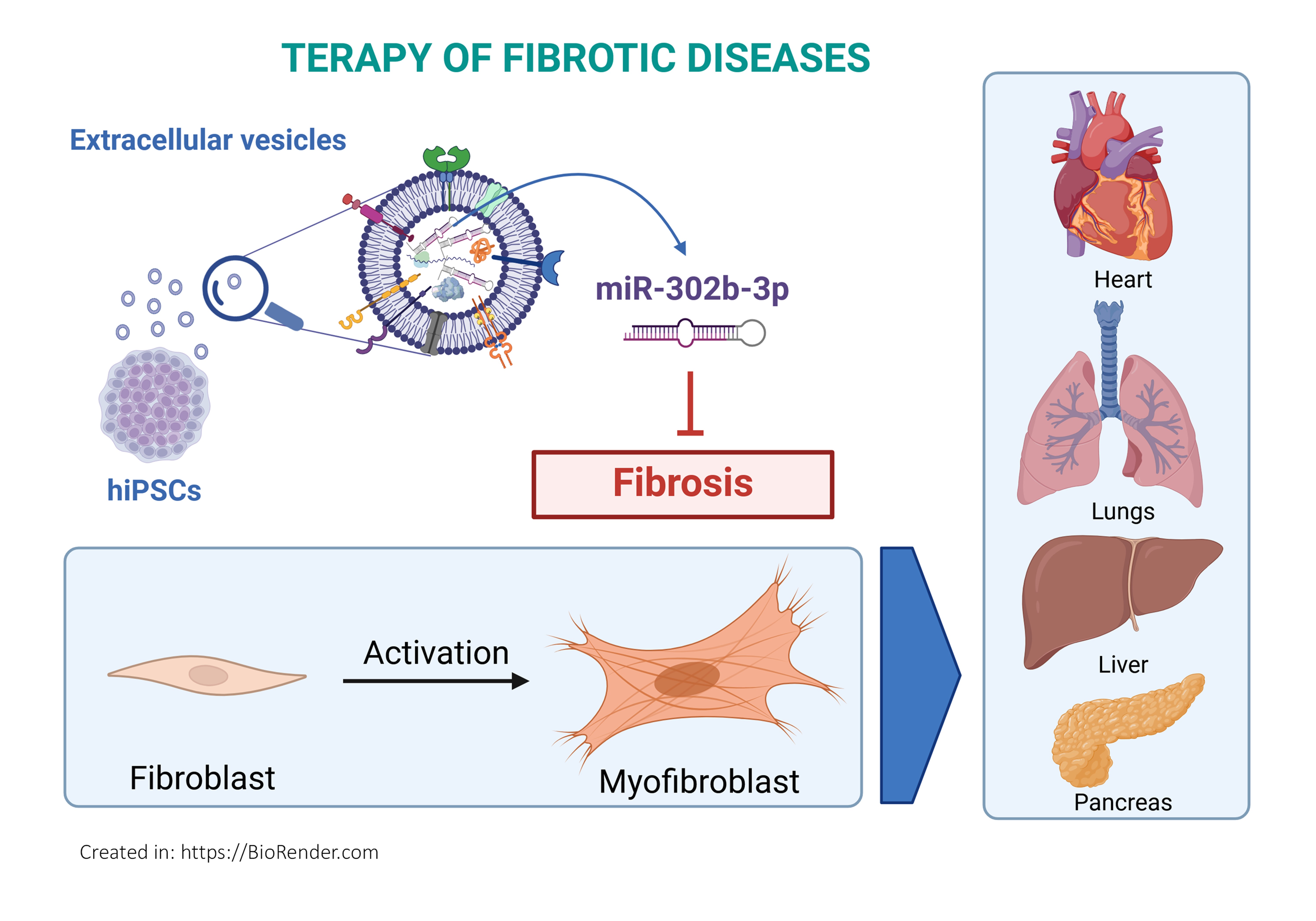 The figure shows a schematic of the therapy of fibrotic diseases using extracellular vesicles containing micro RNA (miR-302b-3p) to treat fibrosis of the heart, lung, liver and pancreas. At the top of the figure is the title "Therapy of Fibrotic Diseases". Below this title, on the left, is the caption: "Extracellular vesicles" and below are schematic drawings of circular vesicles. The vesicles are secreted by iPSC cells, shown schematically as a single colony. A vesicle is magnified and shown as a closed circular structure surrounded by a lipid bilayer containing cell receptors and membrane channels. Inside the vesicle are proteins and RNA molecules, including microRNA and mRNA. From the inside of the vesicle, an arrow points to the right to a single microRNA molecule labeled: "miR-302b-3p." This microRNA inhibits fibrosis, shown schematically below the drawing as the process of activation and transformation from fibroblast to myofibroblast. The fibroblast is shown as an elongated, spindle-shaped cell, while the myofibroblast is shown as an elongated, irregularly shaped cell with distinct stress fibers and focal adhesion contacts. From the fibrotic process, an arrowhead points to the right, where the organs are drawn in a column (sequentially from the top): Heart, Lung, Liver, Pancreas.  In the lower left corner of the image is the statement: "Created in https://BioRender.com".