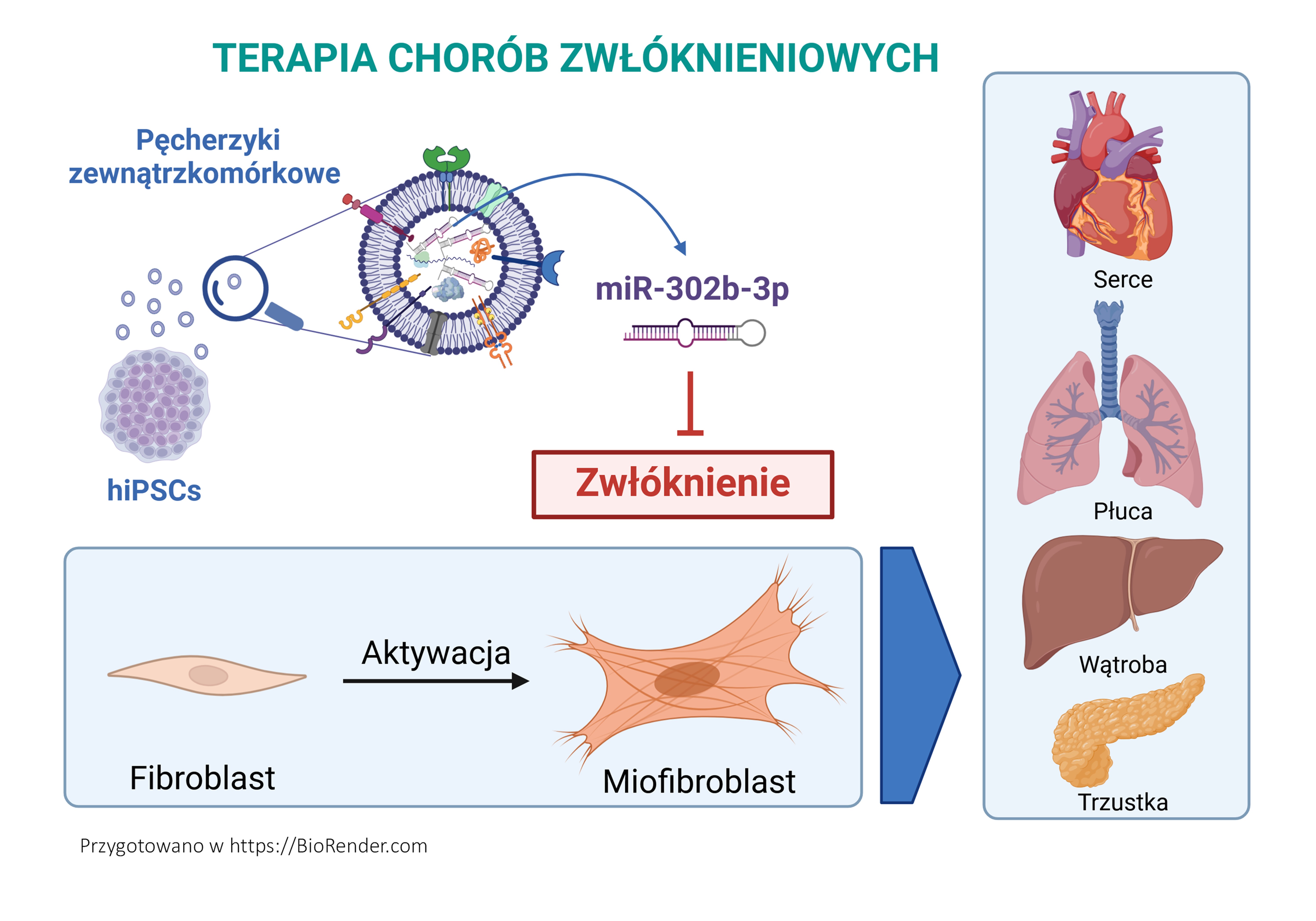 Rysunek przedstawia schemat terapii chorób zwłóknieniowych za pomocą pęcherzyków zewnątrzkomórkowych zawierających mikro RNA (miR-302b-3p), które można wykorzystać w leczeniu zwłóknienia serca, płuc, wątroby i trzustki. Rysunek od góry zawiera tytuł: „Terapia chorób zwłóknieniowych”. Poniżej, z lewej strony znajduje się napis: „Pęcherzyki zewnątrzkomórkowe”, a pod nim, schematycznie narysowane koliste pęcherzyki. Pęcherzyki wydzielane są przez komórki iPSC, które narysowane są schematycznie w postaci pojedynczej kolonii. Jeden pęcherzyk powiększony jest przez lupę i przedstawiony jest jako zamknięta kolista struktura otoczona dwuwarstwą lipidową, w której znajdują się receptory komórkowe oraz kanały błonowe. Wewnątrz pęcherzyka znajdują się białka oraz cząsteczki RNA, w tym mikro RNA oraz mRNA. Z wnętrza pęcherzyka odchodzi strzałka w prawą stronę, wskazująca pojedynczą cząsteczkę mikro RNA, podpisaną: „miR-302b-3p”. To mikro RNA hamuje zwłóknienie, przedstawione schematycznie poniżej, jako proces aktywacji i przemiany fibroblasta do miofibroblasta. Fibroblast narysowany jest jako wydłużona komórka o kształcie wrzecionowatym, natomiast miofibroblast, jako komórka rozciągnięta, o nieregularnym kształcie, z włóknami naprężeniowymi wewnątrz oraz wyraźnymi miejscami przyczepu do podłoża. Od procesu włóknienia odchodzi grot strzałki skierowany w prawo, gdzie w kolumnie narysowane są narządy (kolejno od góry): serce, płuca, wątroba, trzustka. W lewym dolnym rogu znajduje się napis: „Przygotowano w https://BioRender.com”.